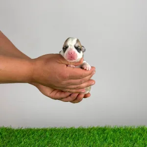 Welsh Corgi Pembroke - Zarek