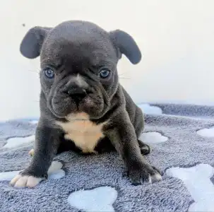 French Bulldog - Arthur