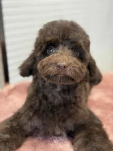 Poodle Miniature - Ubul