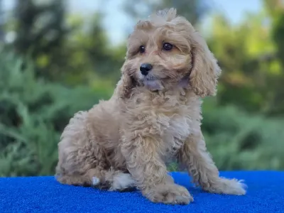 Cavapoo - Miles
