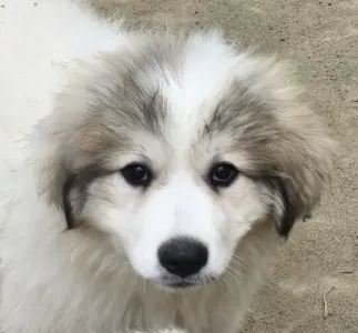 Pyrenean Mountain Dog - Candybelldream Emma