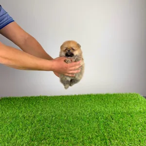 German Pomeranian Spitz - Sunkiss