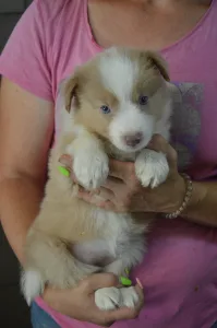 Border Collie - Bueno/lila Sable Merle Szuka