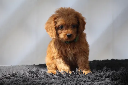 Cavapoo - Brayen