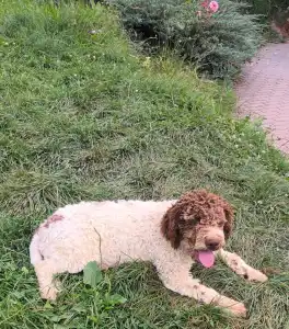 Wasserhund der Romagna - Aisha