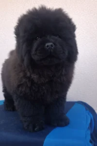 Chow Chow - La Casa De Chow Jasper 