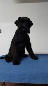 Schnauzer géant - Jordan Prima Fortis