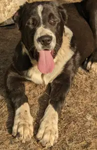 Central Asia Shepherd Dog - Dzhur Iz Zamka Larisi
