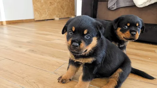 Rotvajler - Aria Ranch Rottweilers