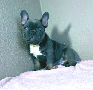 Francia bulldog - Logan
