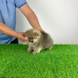 Померанский шпиц - Patina