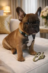 Buldog francuski - Ede