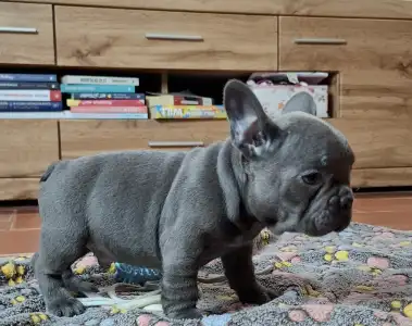 Bouledogue français - Victor 