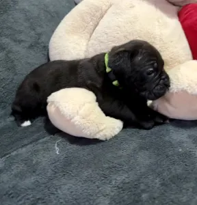 Cane Corso Italiano - Sonja