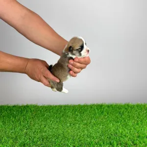 Welsh Corgi Pembroke - Yama