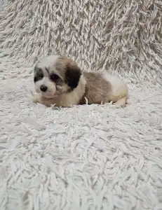 Havanese - Maggie