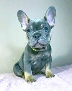 Bulldog francez - Brad