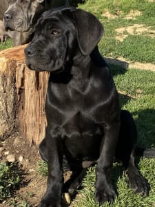 Cane Corso Italiano - Cassiopeia’s Pearl Zakopane