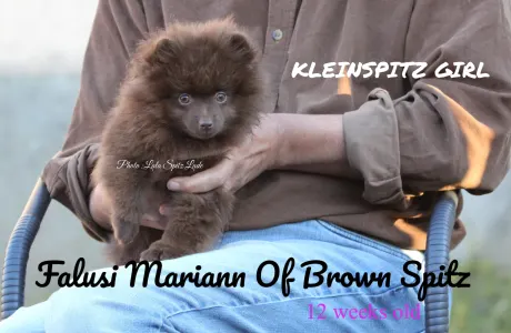 Deutscher Kleinspitz - Of Brown Spitz