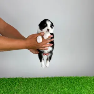 Australian Shepherd - Hermina 