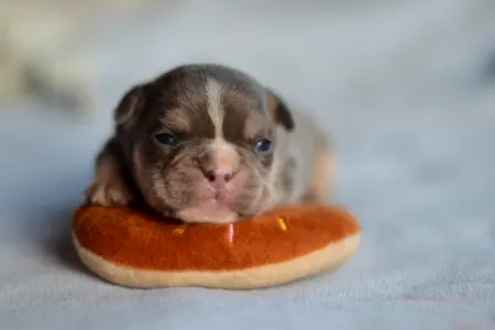 Französische Bulldogge - Louis