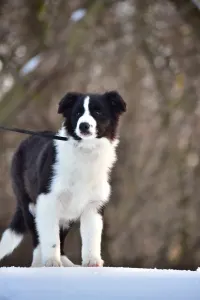 Border Collie - Gingers Heritage Call Me Legend