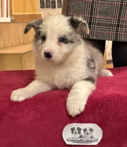 Border Collie - Gerániol 