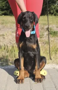 Dobermann - Falcon