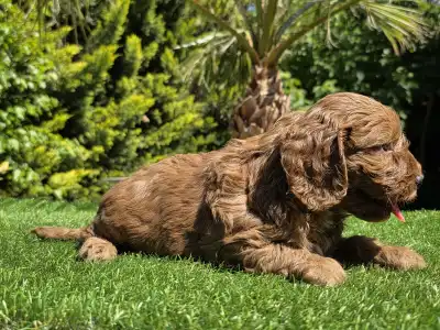 Cavapoo - Redjohn