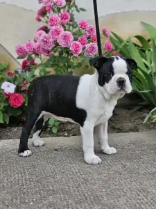 Terrier de Boston - Victorias Grande Elvis