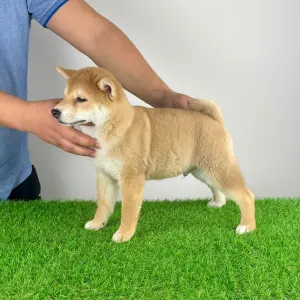 Shiba - Katsu