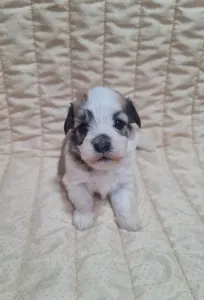 Havanese - Teddy
