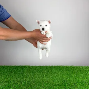 Вест-хайленд-уайт-терьер - Jette