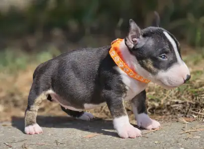 Miniatűr bullterrier - Petra