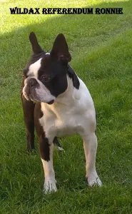 Boston Terrier - Tibet-Gyöngye