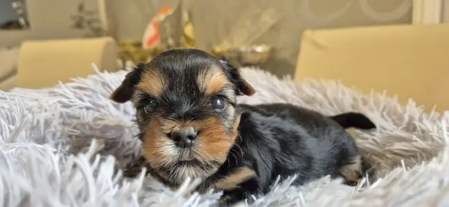 Yorkshire Terrier - Gomez Addams Of Midsummer Nights Miracle 