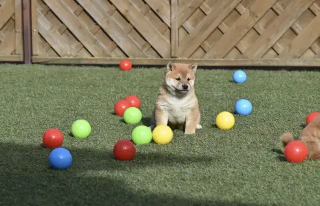 Shiba - Bravados Fumio