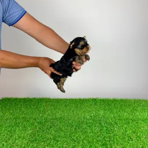 Yorkshire Terrier - Zico