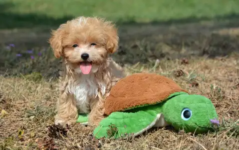 Maltipoo - Peppy