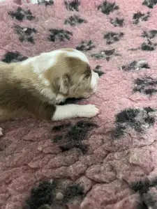 Border Collie - Snickers/ Chocolate Sable Merle Szuka