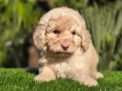 Cavapoo - Mia