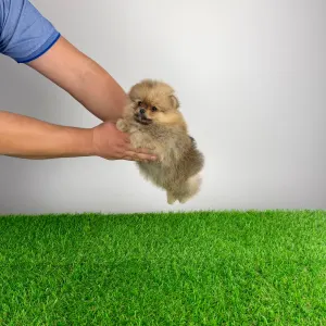 Pomeranian - Quisina