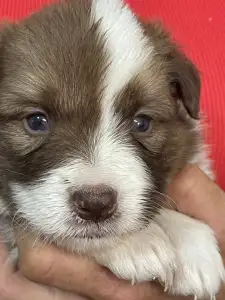 Border Collie - Milka/ Chocolate Sable Szuka