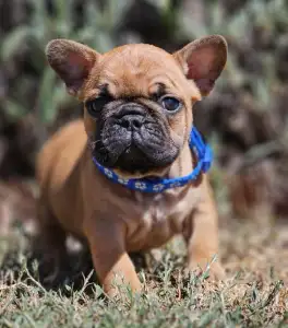 French Bulldog - Urus