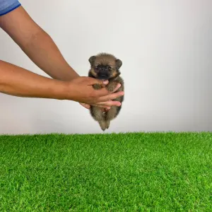 Pomeranian - Nina