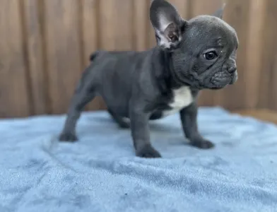 Bouledogue français - Selena