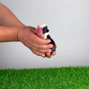 Boston Terrier - Hoja