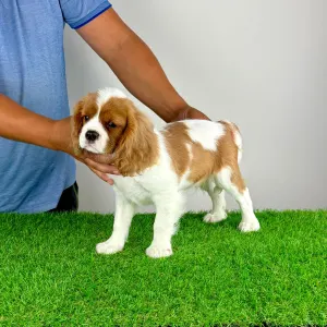 Cavalier King Charles Spaniel - Punk