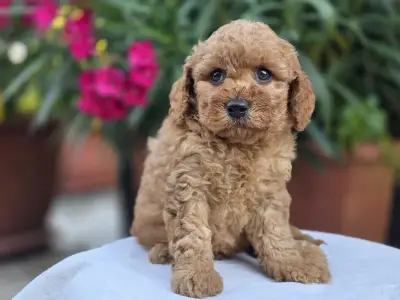 Cavapoo - Amigo