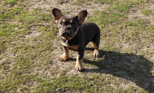 Francia bulldog - Milla
